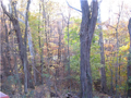 View: West from back deck @ main level. Wooded. Pond. Common area beyond property. Mature woods on three sides. Open lawn front.