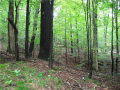 Land/Lot: Many natural wooded acres surround this home location. Wild turkey, deer, raccoon, song birds, and other ferns and fauna are common guest on the patio or near the deck. Some seller financing available.